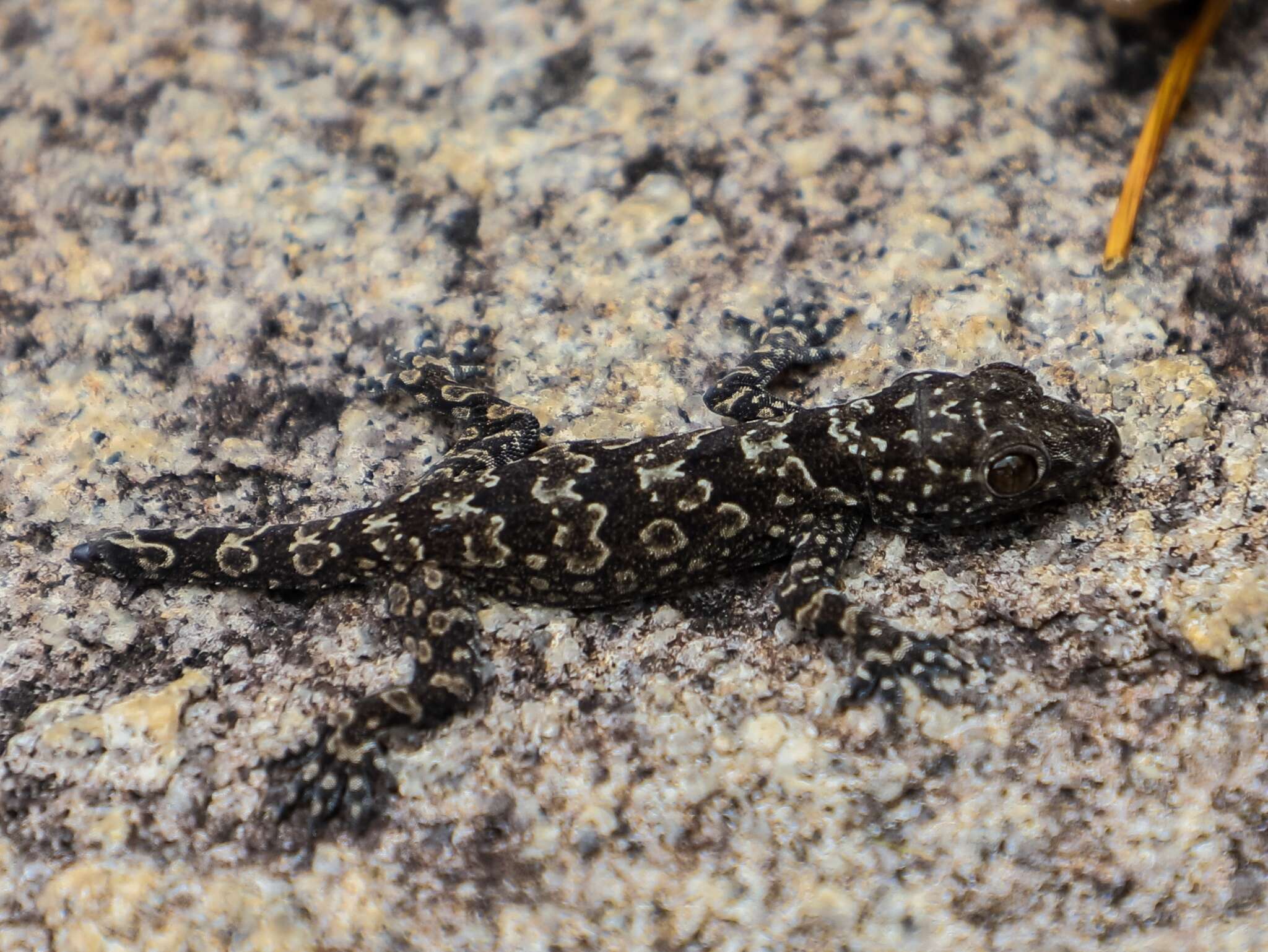 Image de Hemidactylus yajurvedi Murthy, Bauer, Lajmi, Agarwal & Giri 2015