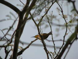 Image of Little Bee-eater