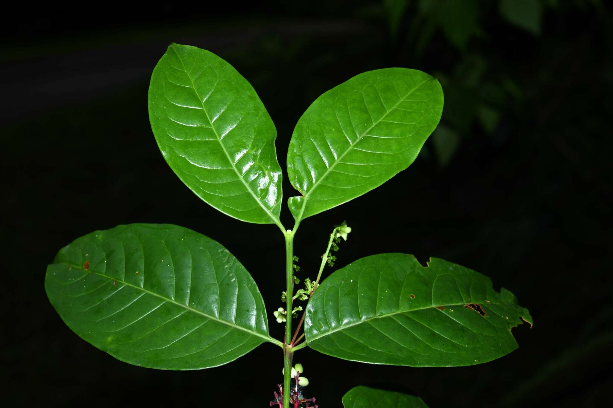 Image of Chiococca nitida Benth.