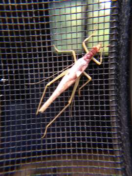 Image of Two-spotted Tree Cricket