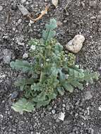 Image de Phacelia ivesiana Torr.