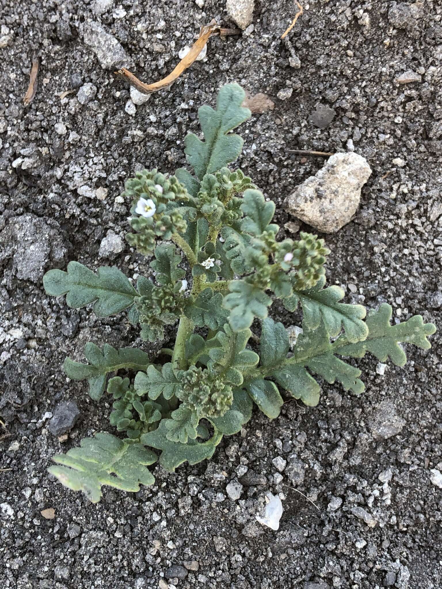 Phacelia ivesiana Torr. resmi