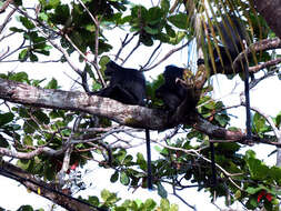 Image of Eastern Ebony Leaf Monkey