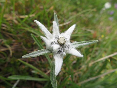 Image of Leontopodium nivale subsp. alpinum (Cass.) Greuter