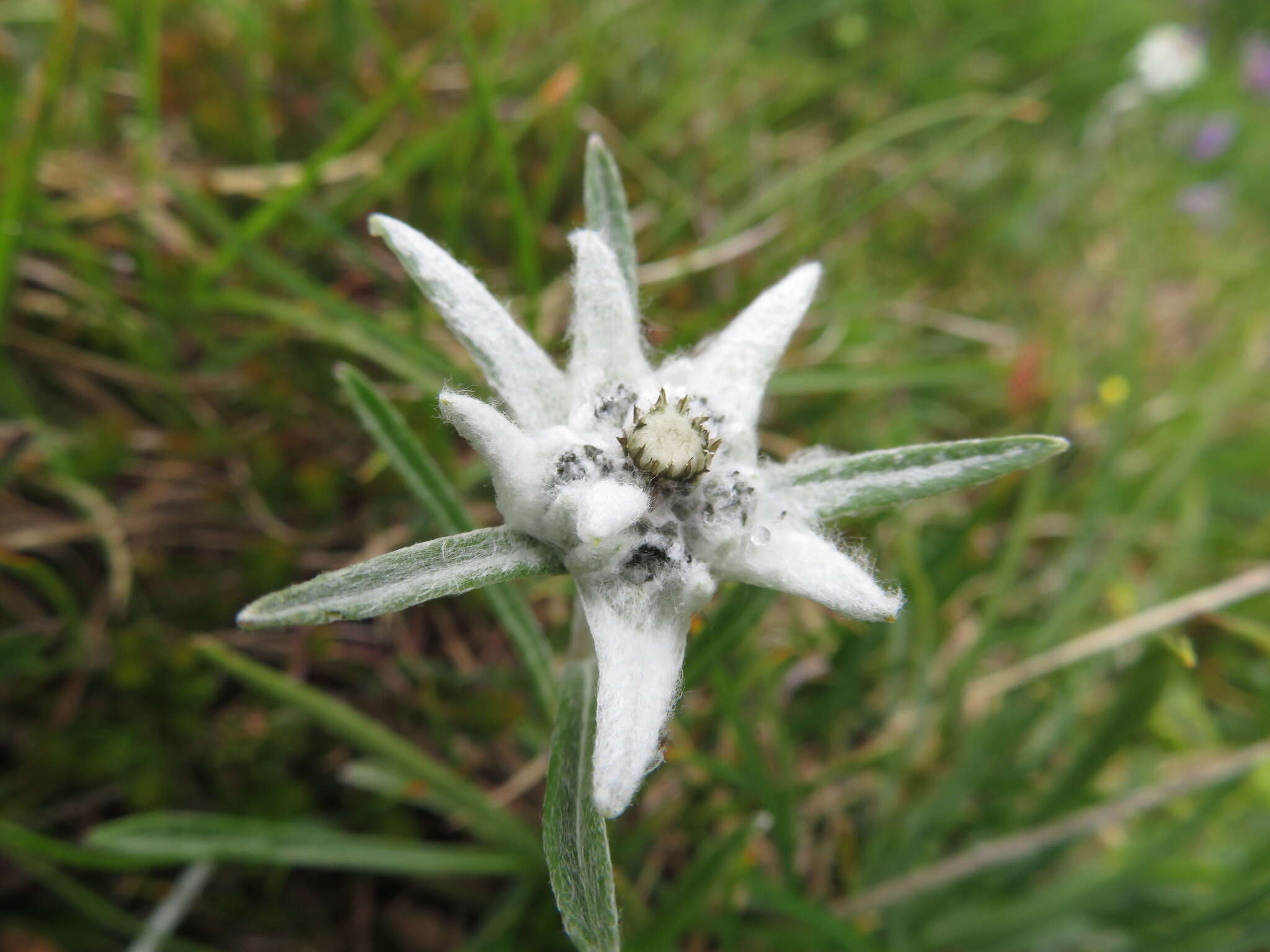 Sivun Leontopodium nivale subsp. alpinum (Cass.) Greuter kuva