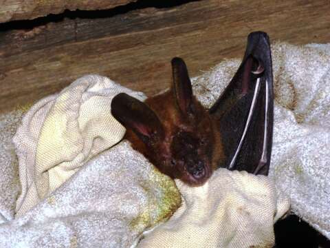 Image of Large Slit-faced Bat