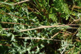 صورة Festuca subuliflora Scribn.