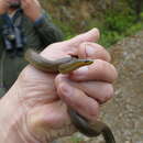 Image of Bocourt's Ground Snake