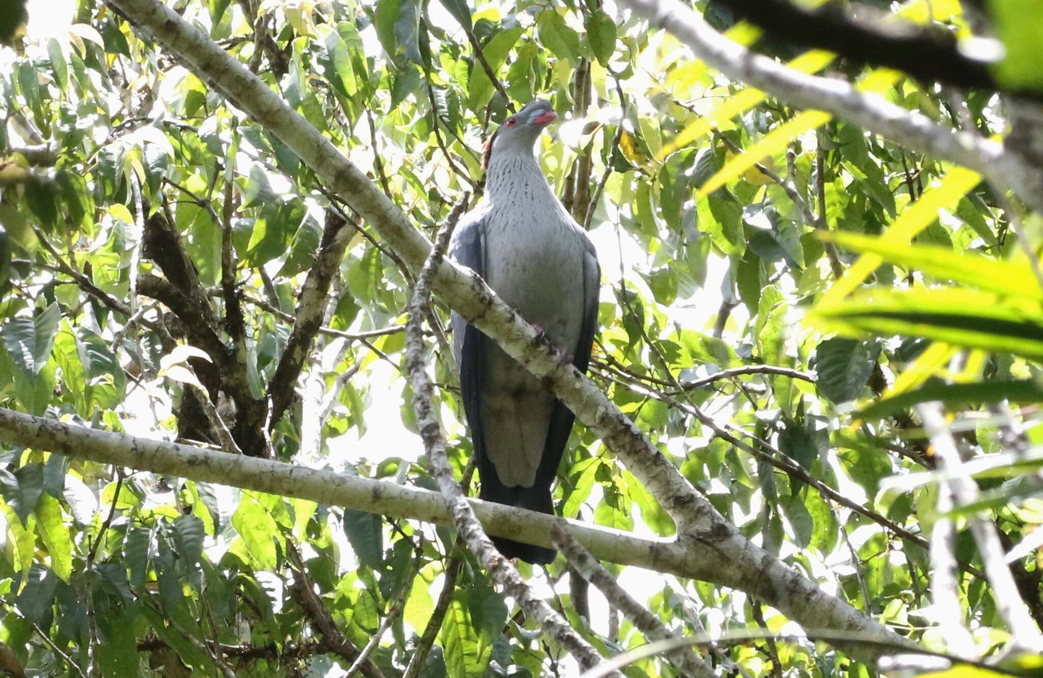 Image of Topknot Pigeons