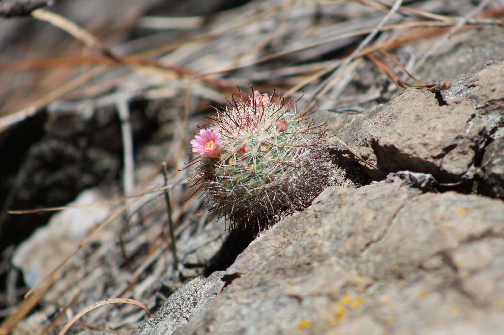 Mammillaria jaliscana subsp. jaliscana的圖片