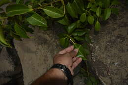 Sivun Excoecaria agallocha L. kuva