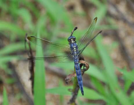 Слика од Orthetrum lineostigma (Selys 1886)