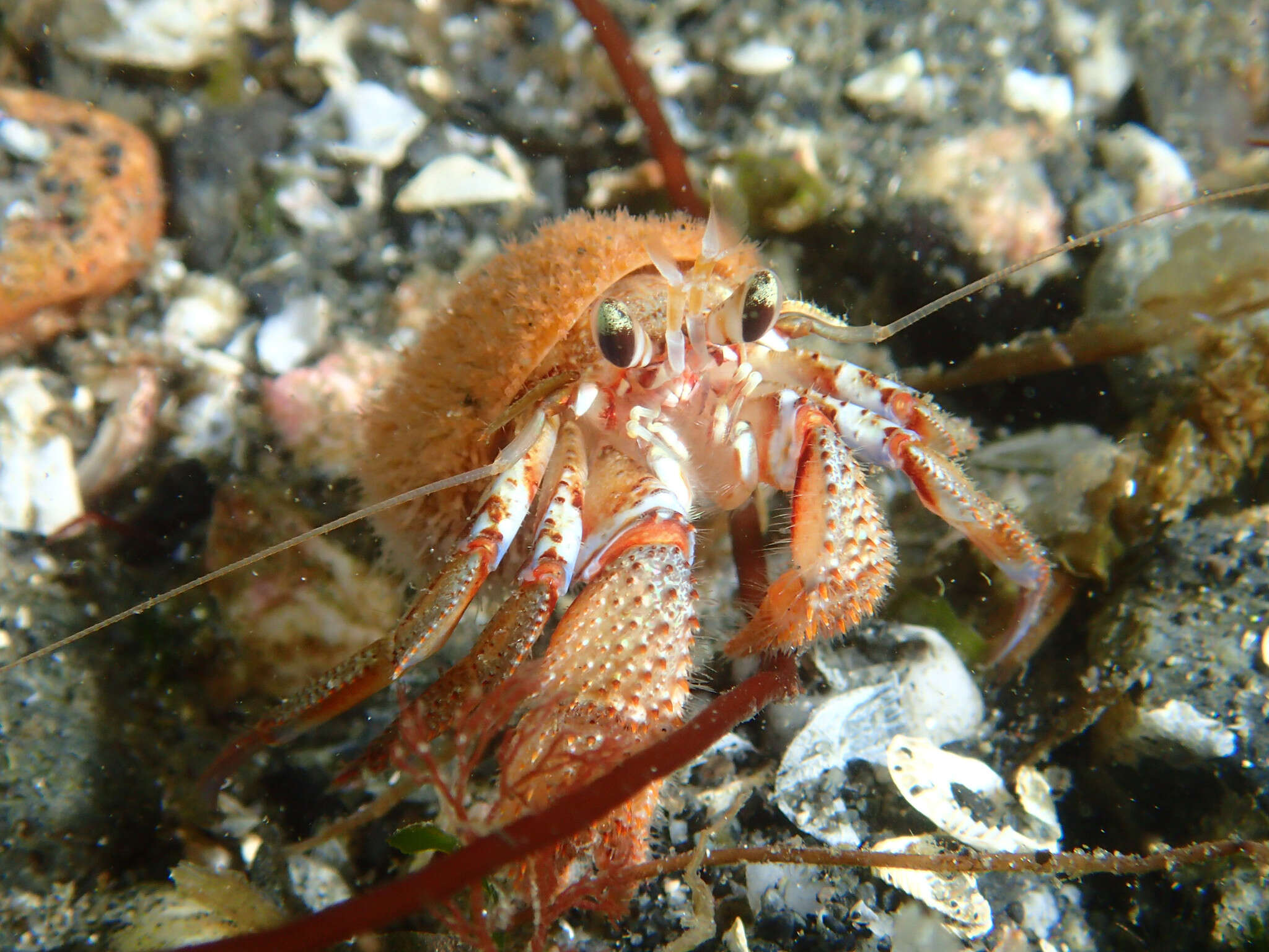 Image of armed hermit crab