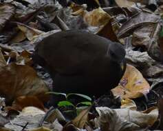 Image of Philippine Megapode