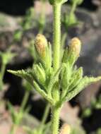 Image of Susanville beardtongue