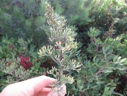 Imagem de Artemisia campestris subsp. maritima (DC.) Arcang.