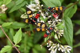 Image of <i>Euchromia elegantissima</i>