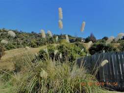 Austroderia richardii (Endl.) N. P. Barker & H. P. Linder的圖片