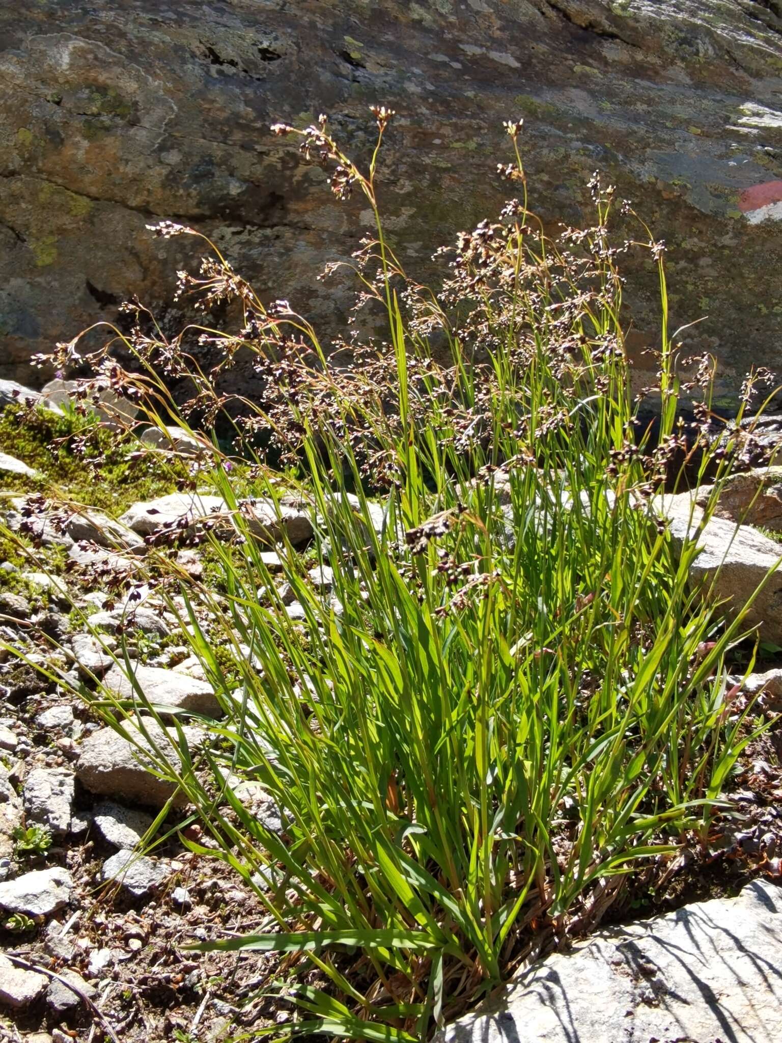 Imagem de Luzula alpinopilosa (Chaix) Breistr.