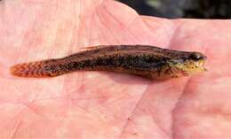 Image of Sawcheek Darter