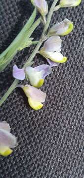 Image of velvetseed milkwort