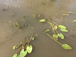 Image of yellow pond-lily