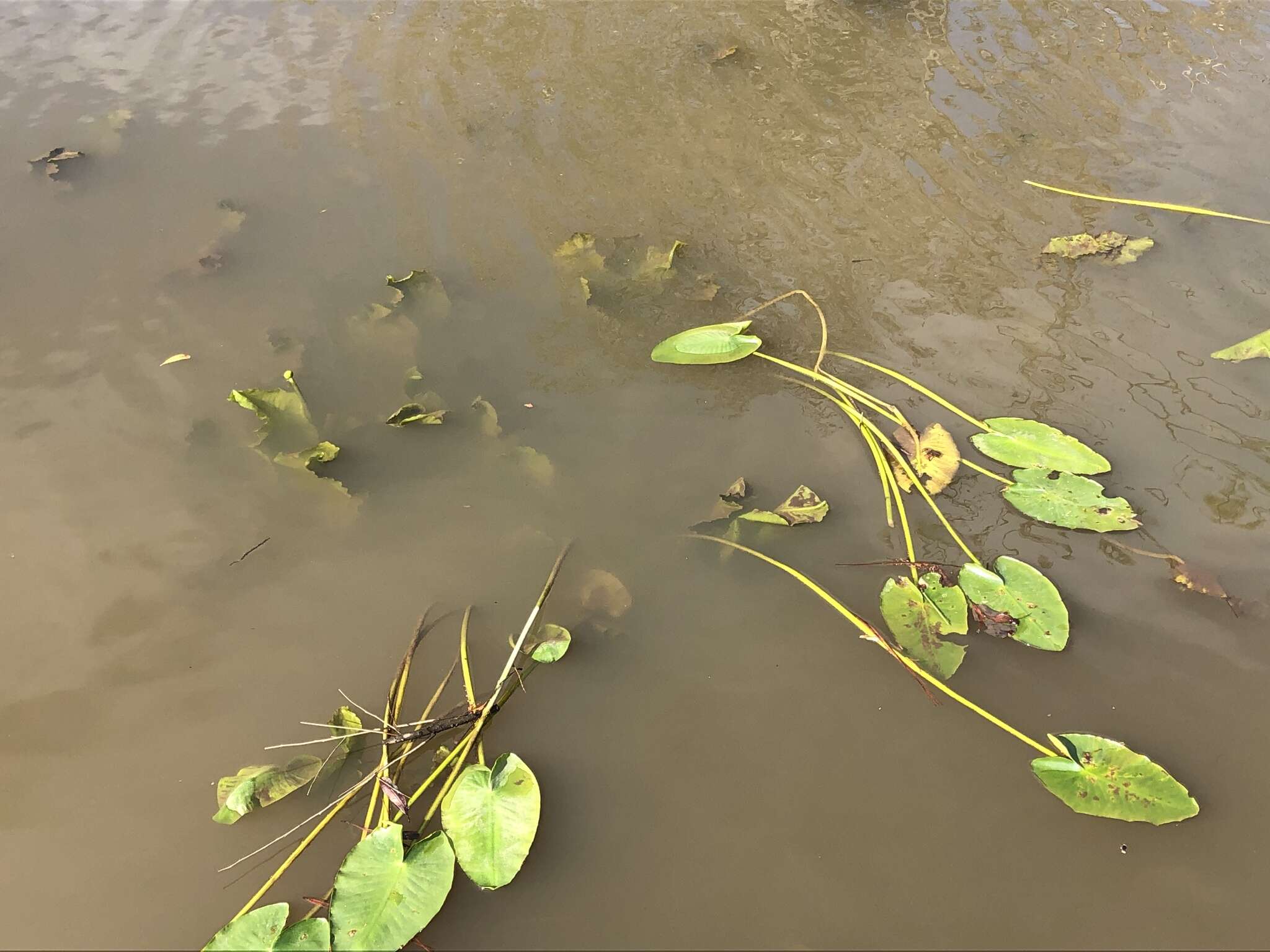 Image of yellow pond-lily