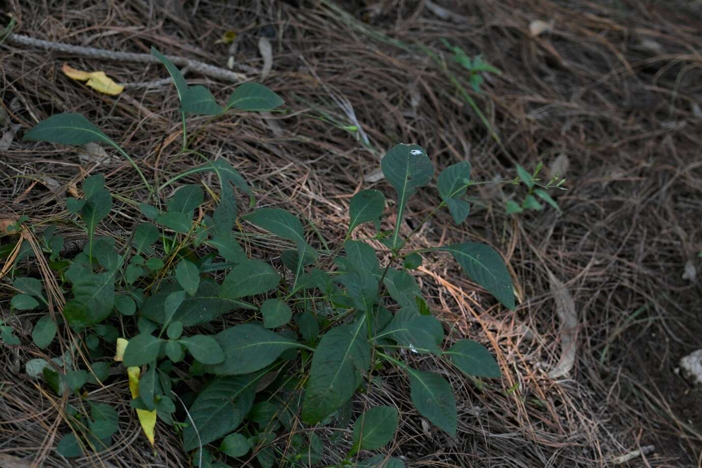 Image de Pseuderanthemum praecox (Benth.) Leonard