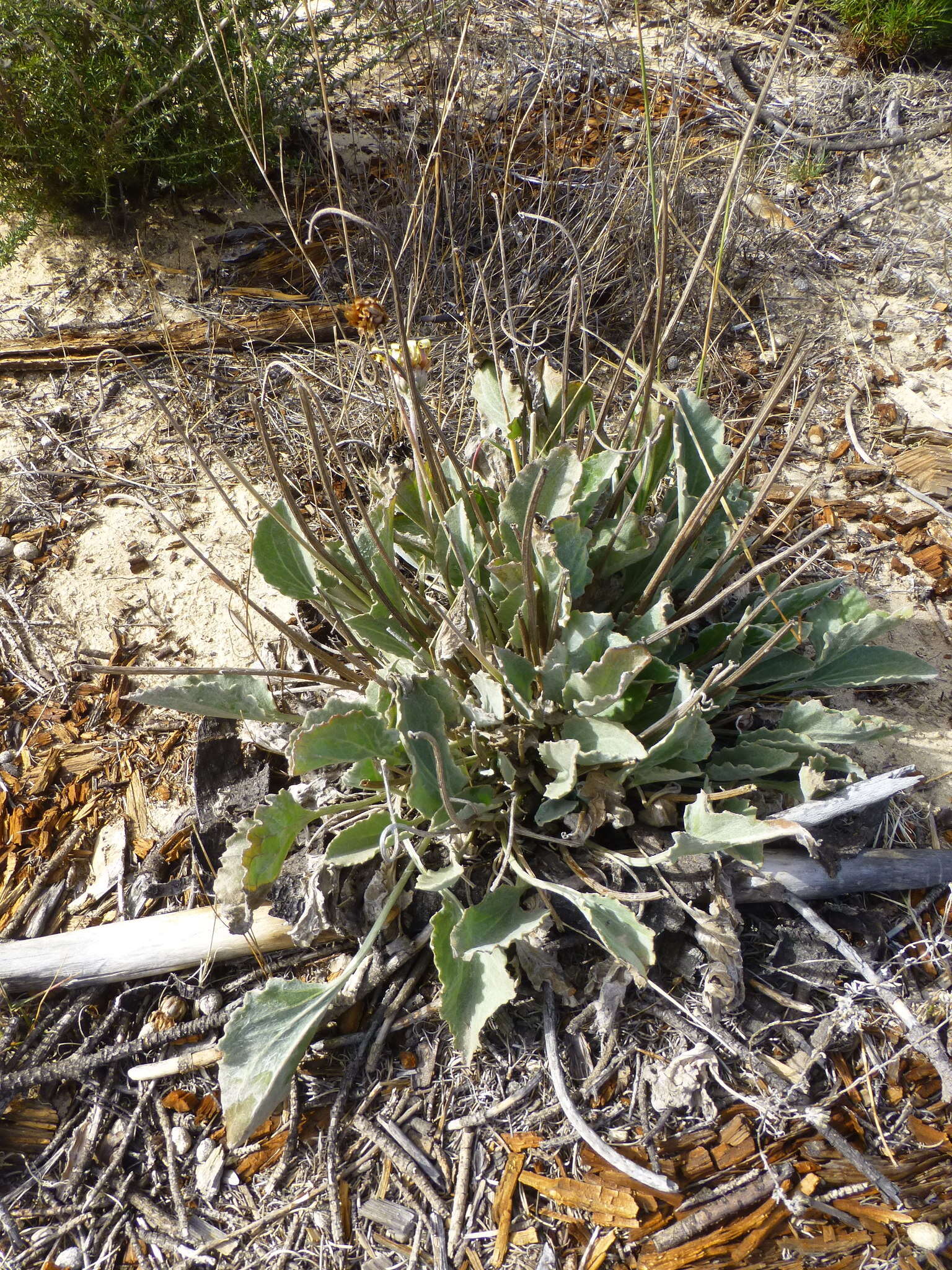 Image de Arctotis verbascifolia Harv.