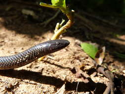 Image of Amblyodipsas polylepis polylepis (Bocage 1873)