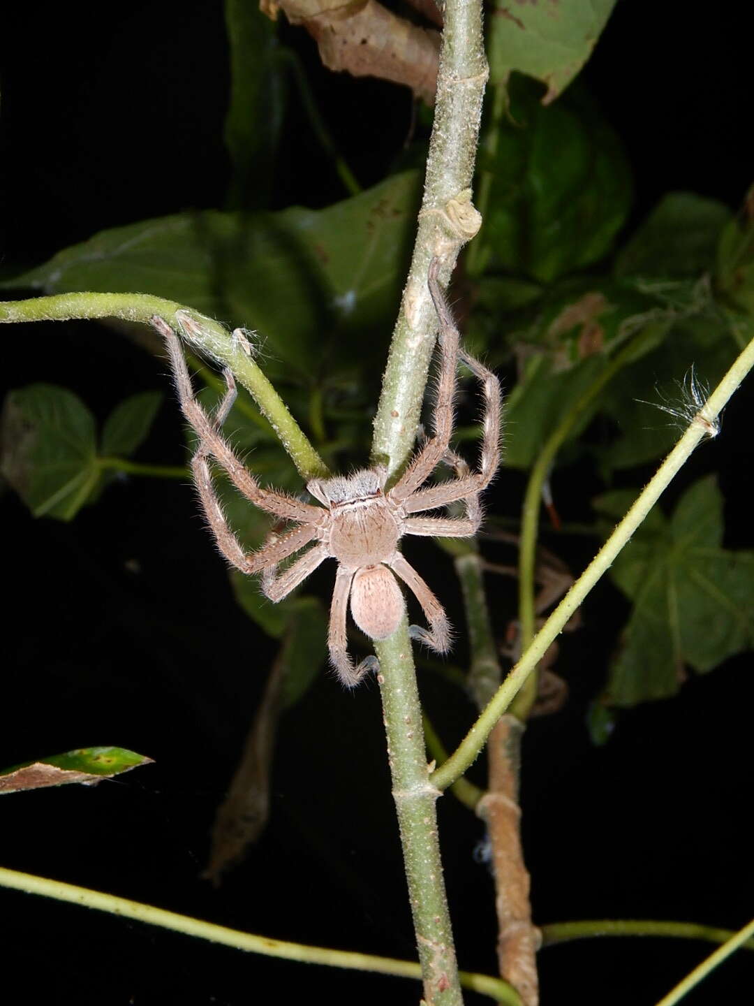 Image of Neosparassus salacius (L. Koch 1875)