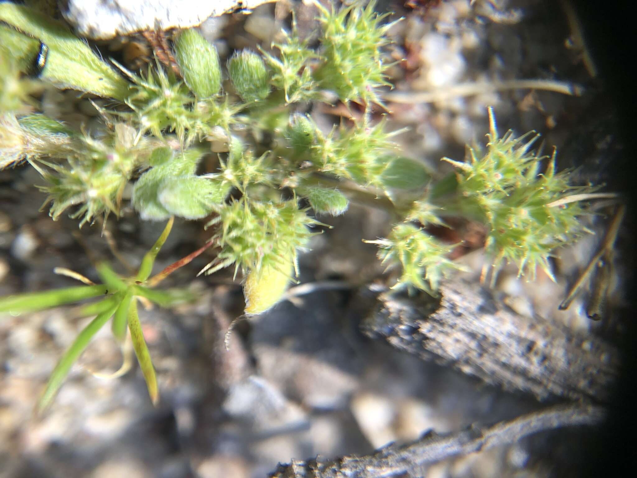 Image of Chorizanthe minutiflora R. Morgan, Styer & Reveal