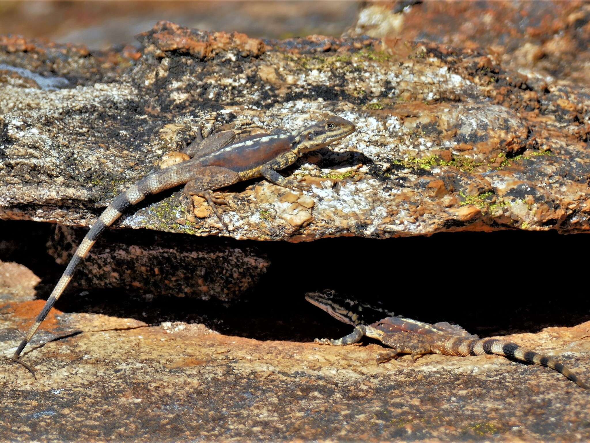 Imagem de Ctenophorus ornatus (Gray 1845)