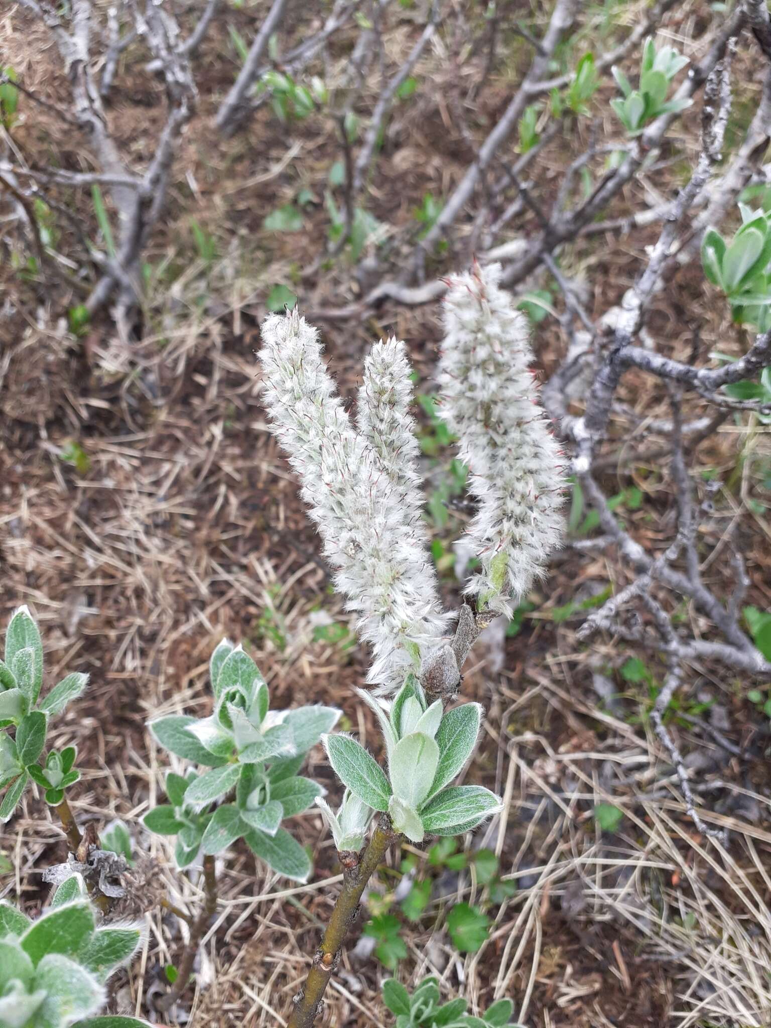 Image of Barratt's Willow