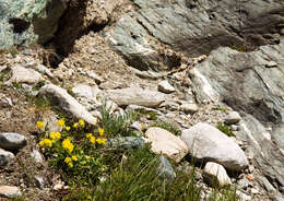 Image of Anthyllis vulneraria subsp. alpestris (Hegetschw.) Asch. & Graebn.