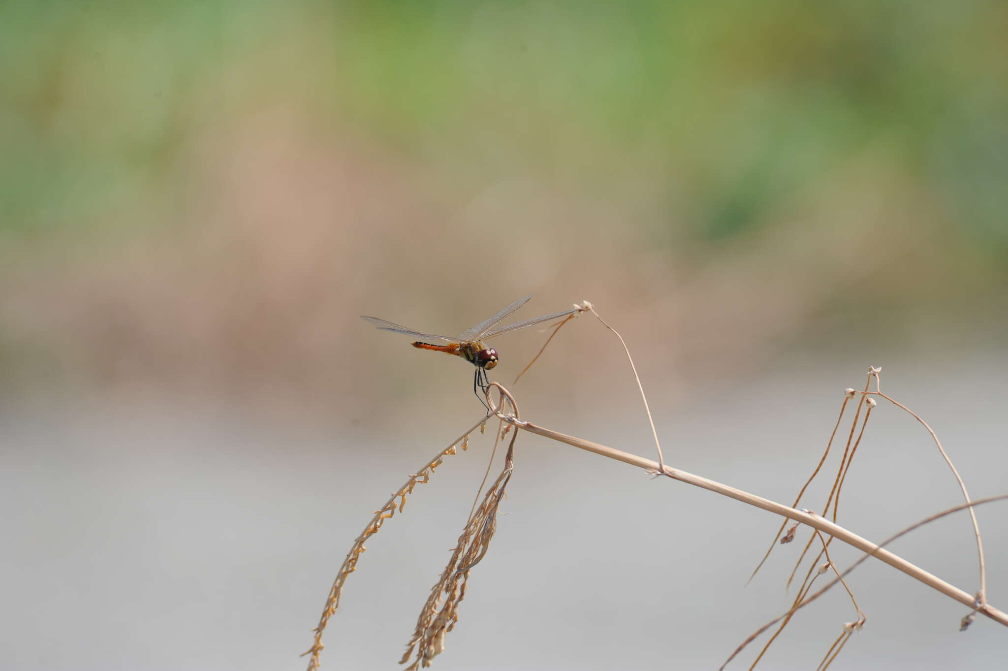 Image of Coastal Glider