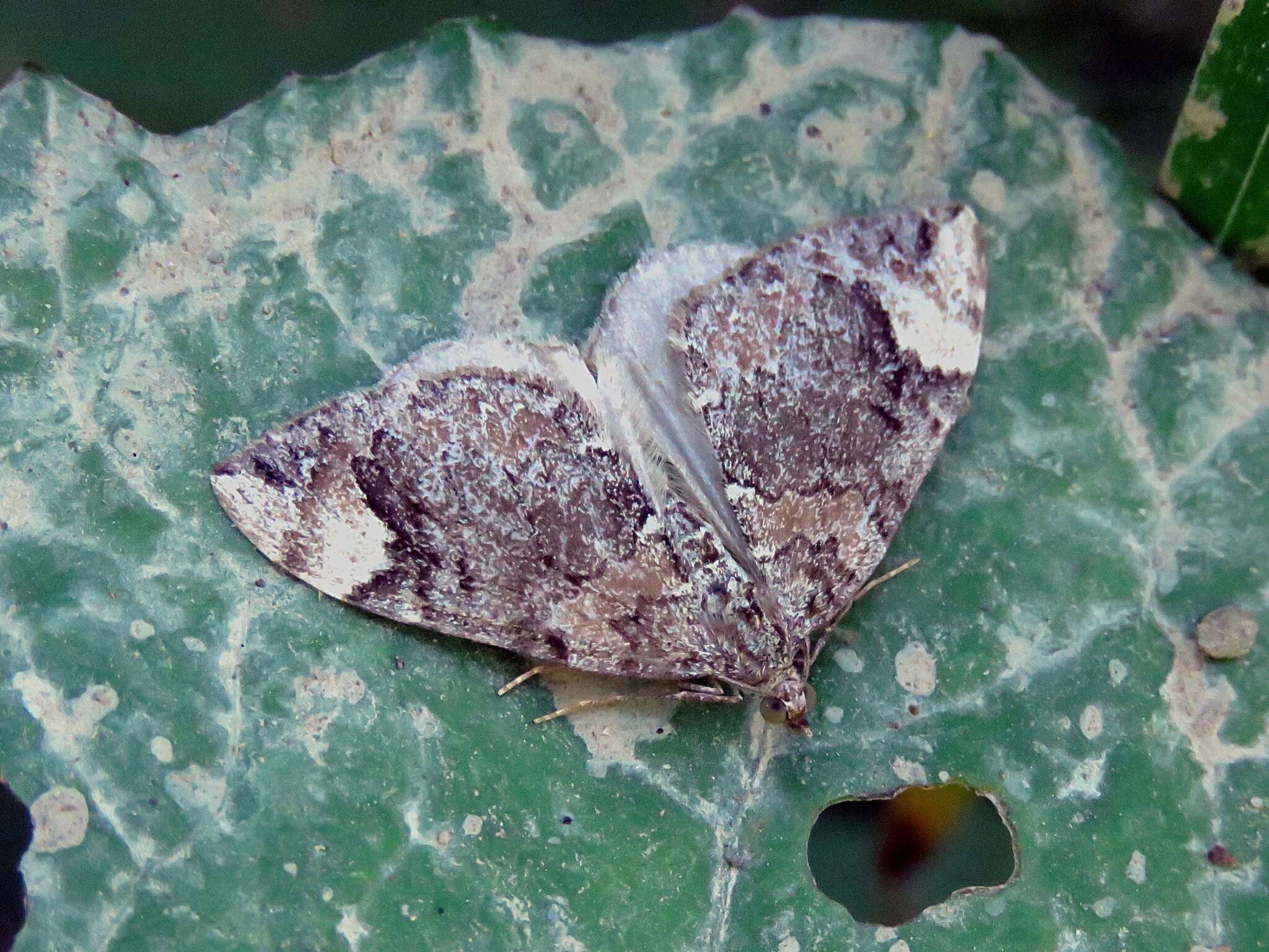 Image of Dark Marbled Carpet