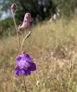 Image de Penstemon dasyphyllus A. Gray