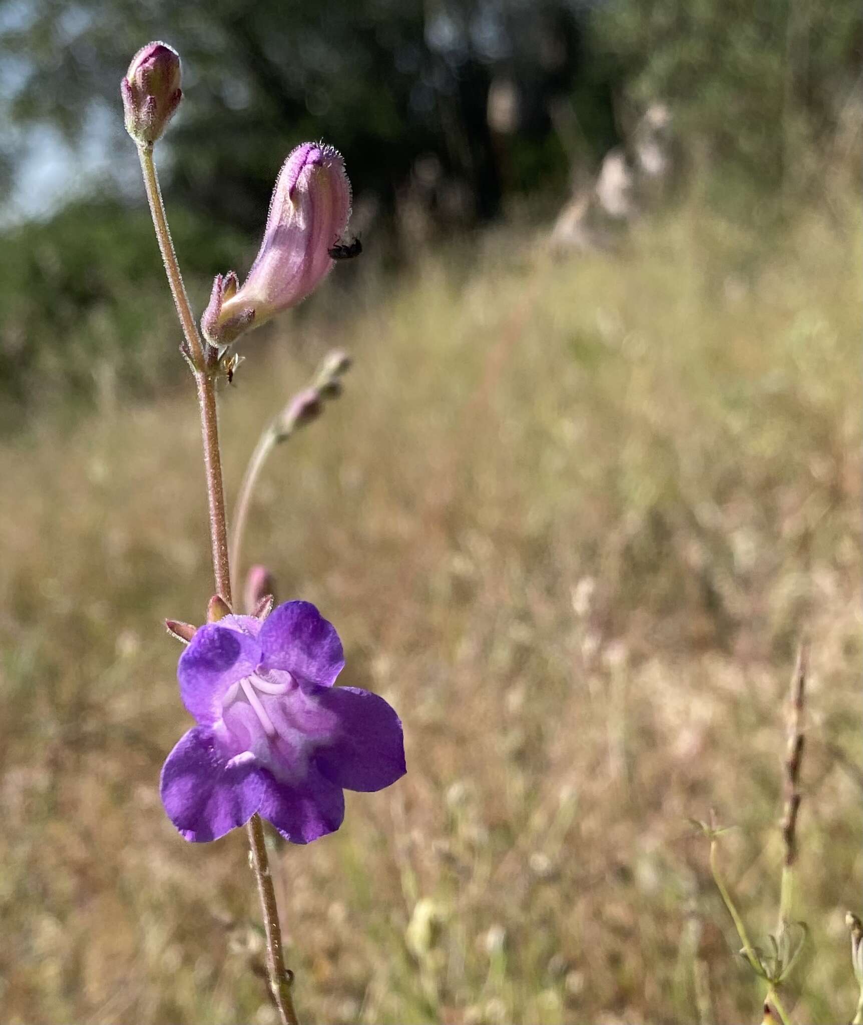 Image de Penstemon dasyphyllus A. Gray