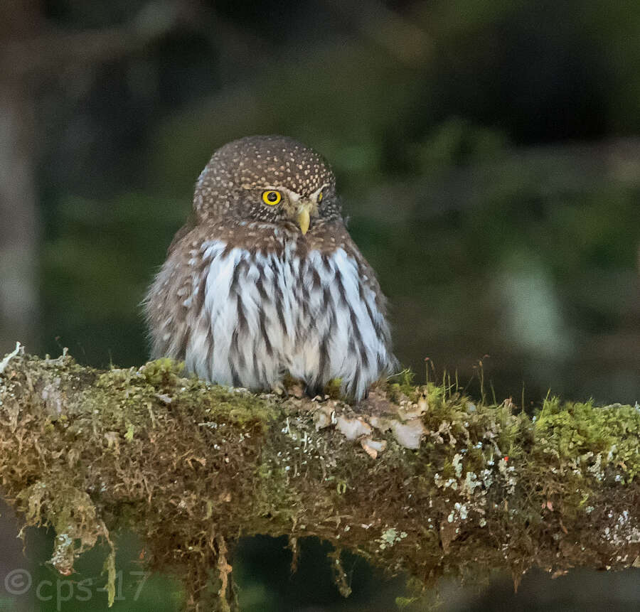 Plancia ëd Glaucidium gnoma Wagler 1832