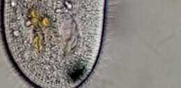 Image of Frontonia ocularis