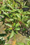 Image of Clethra fragrans L. M. González & R. Delgad.