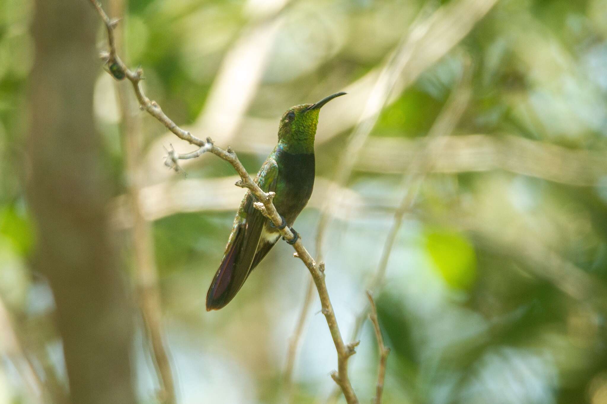 Plancia ëd Anthracothorax aurulentus (Audebert & Vieillot 1801)