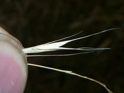 Image of Weeping Grass