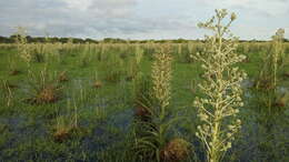 Eryngium horridum Malme resmi