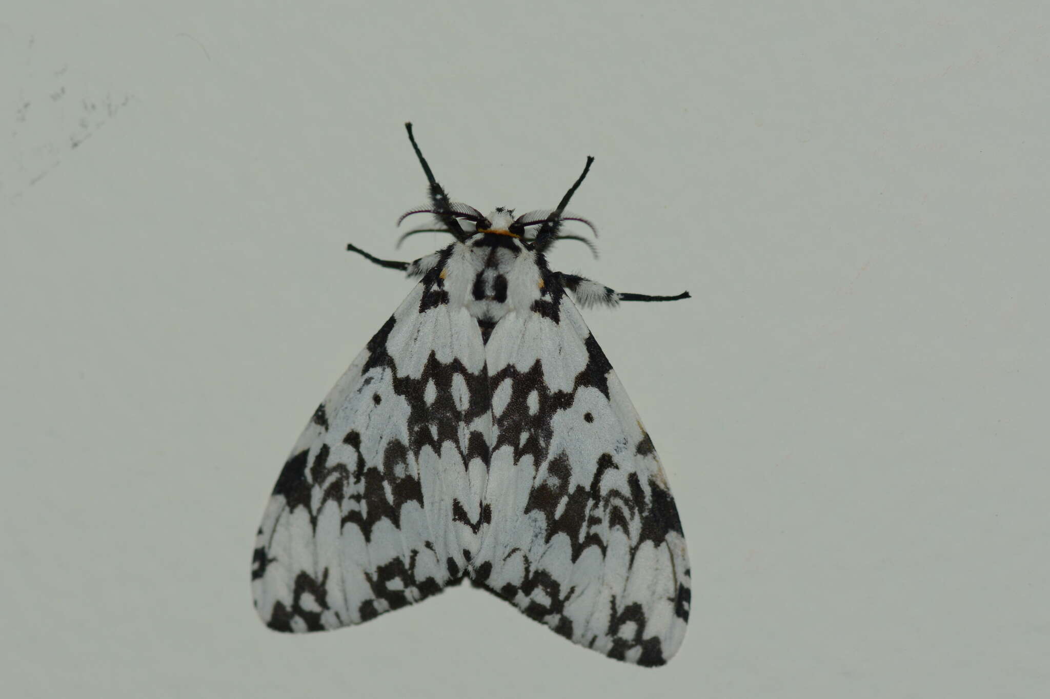 Image of Lymantria fuliginosa Moore 1883