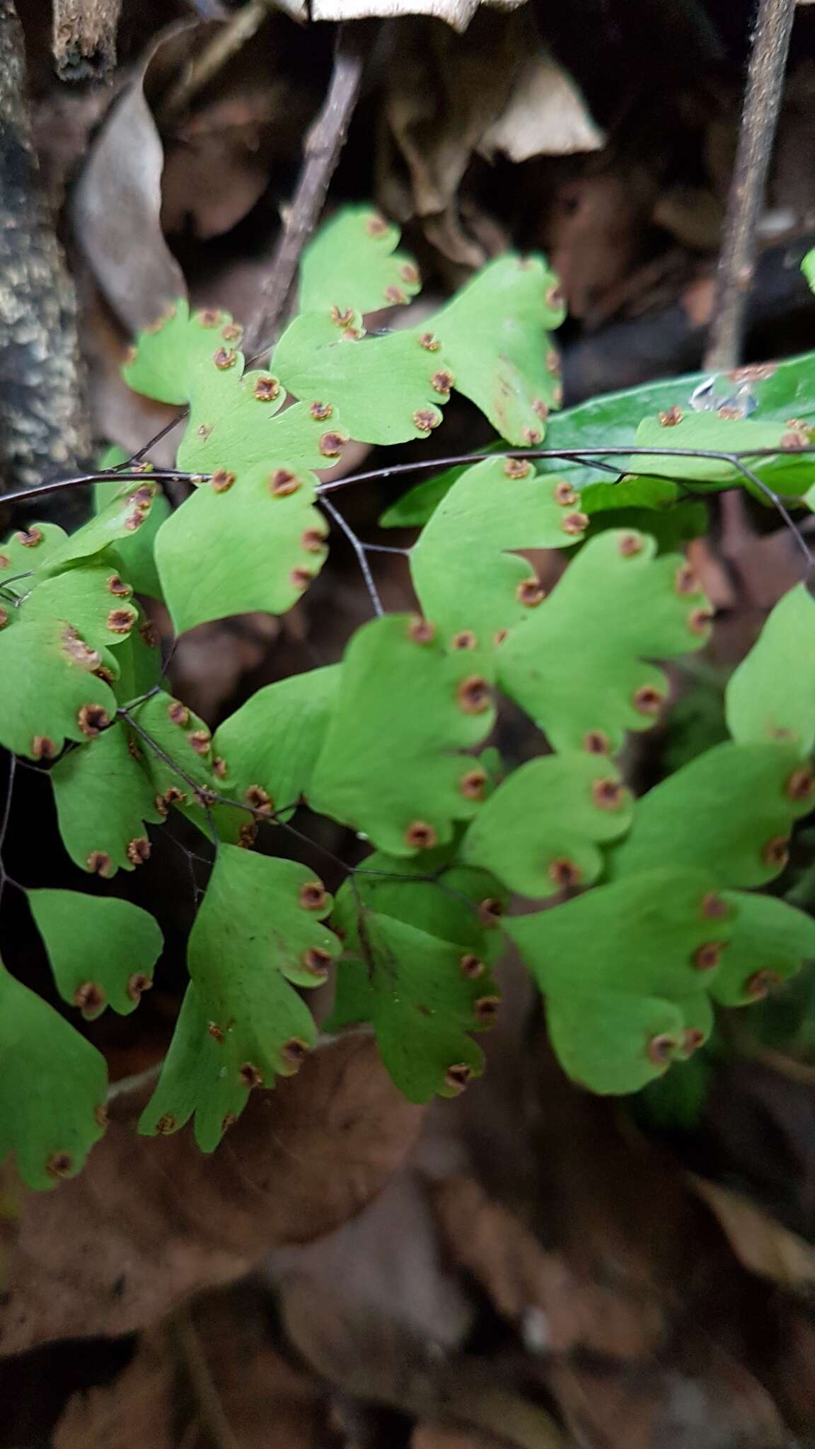 Image de Adiantum raddianum C. Presl