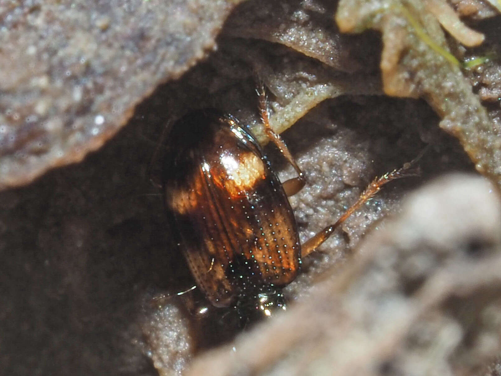 Image of Bembidion (Trepanes) articulatum (Panzer 1796)