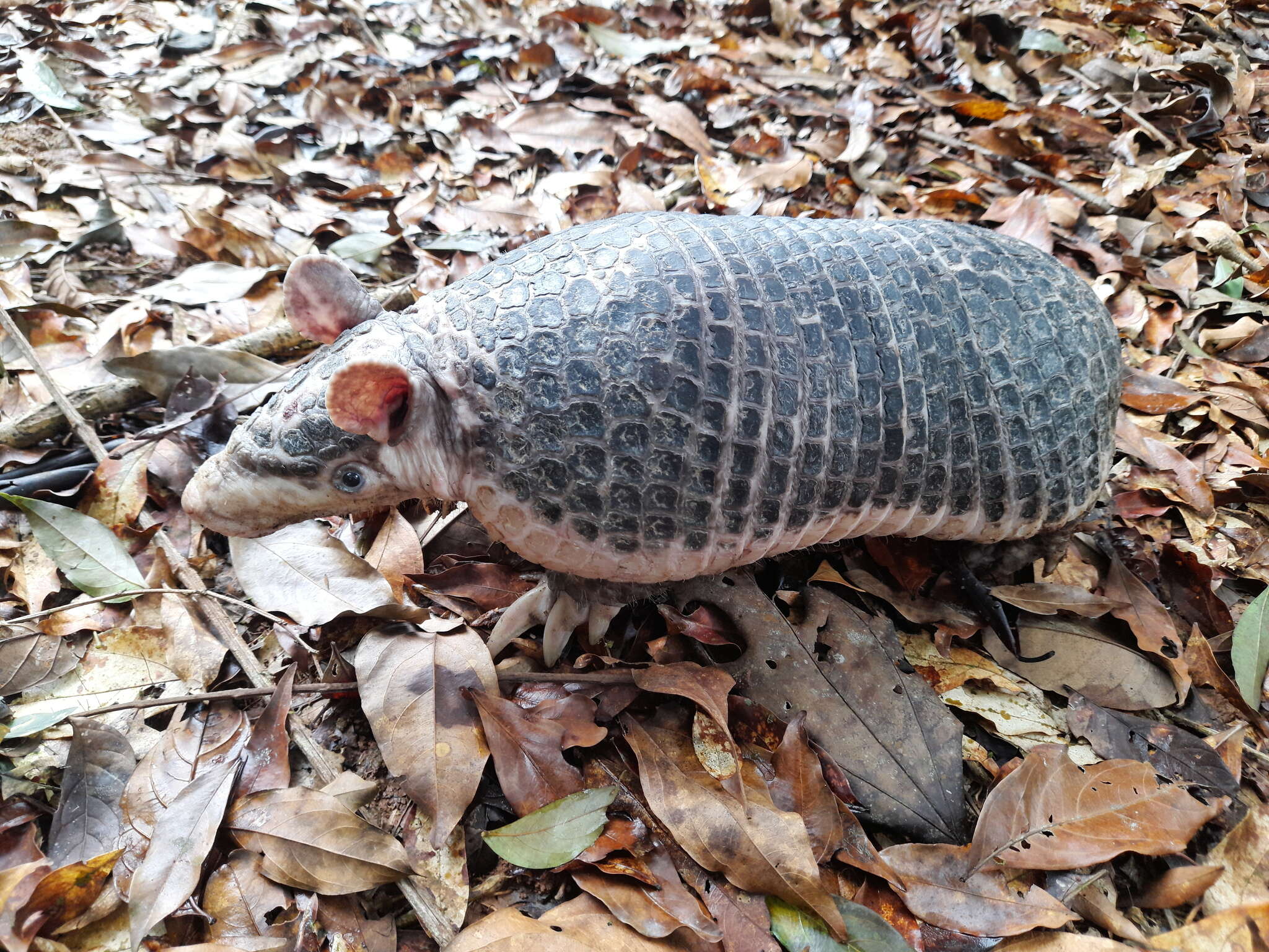 Image of naked-tailed armadillos