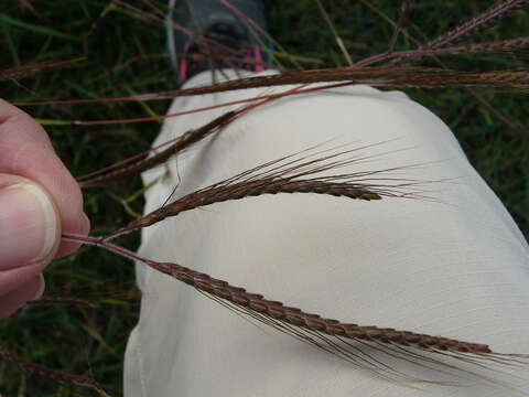 Image of Angleton bluestem